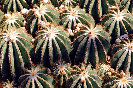 Eriocactus magnificus in Phenix Park on the French Riviera photo