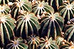 Eriocactus Magnificus în Phoenix Park Pe Riviera Franceză